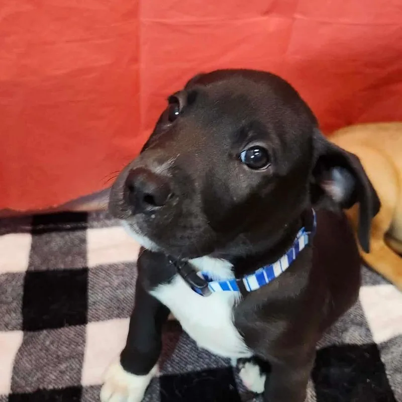 A baby small-sized male Black Mixed Breed dog named Luigi for adoption in Beckley, WV