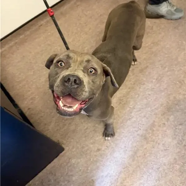 An adult large-sized female Gray / Blue / Silver Pit Bull Terrier dog named Nika for adoption in Saint Louis, MO