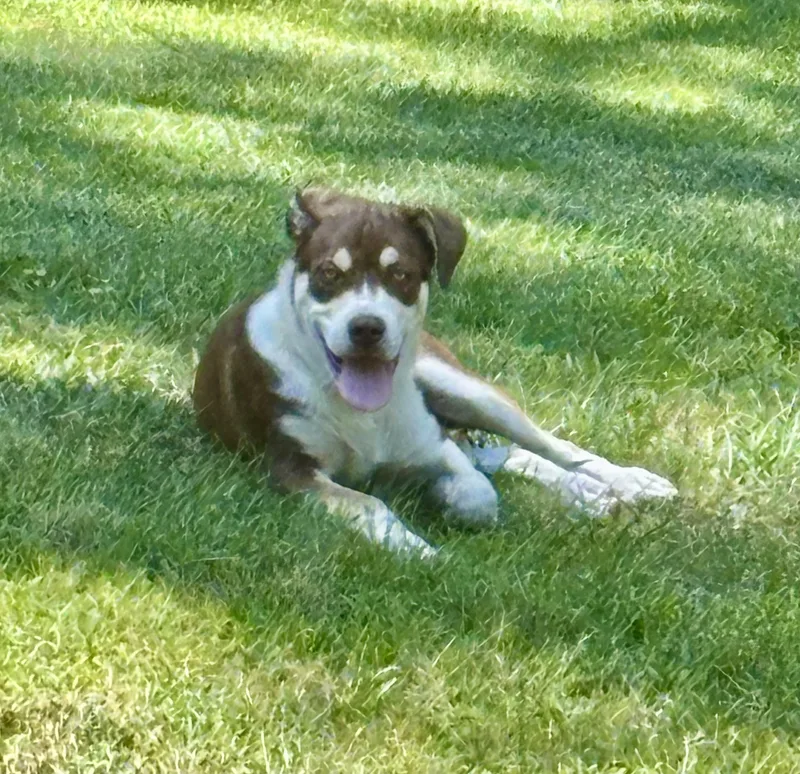 Roscoe