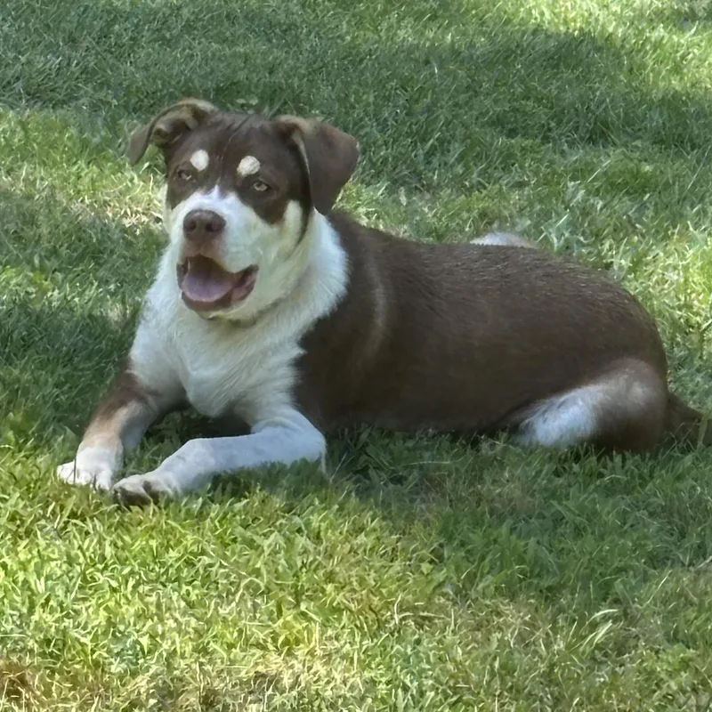 Roscoe thumbnail 2