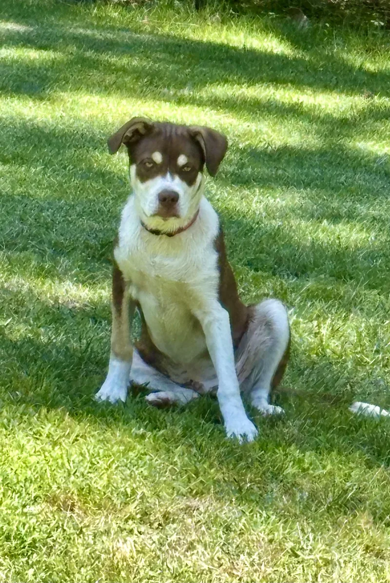 Roscoe thumbnail 4