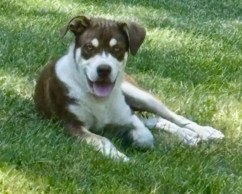 Roscoe thumbnail 5
