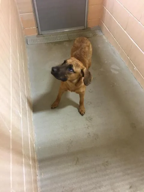 An adult medium-sized female Shepherd dog named Apache for adoption in New Braunfels, TX
