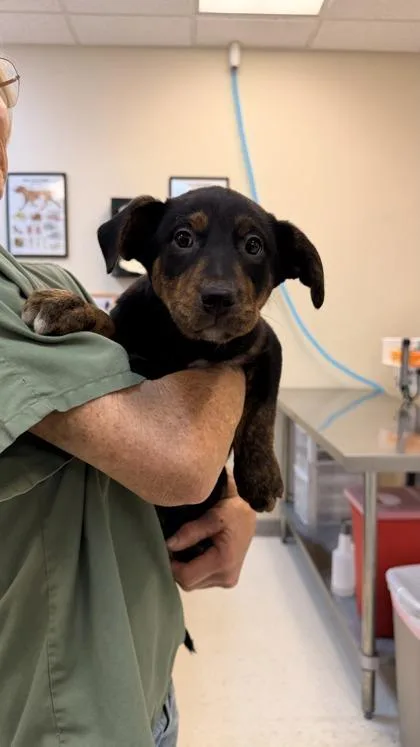 A baby medium-sized male Terrier dog named Guinness for adoption in Yakima, WA