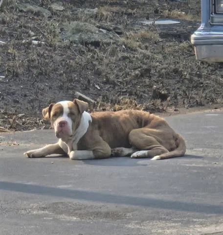 An adult large-sized male Pit Bull Terrier dog named Taco Tuesday for adoption in Dayton, OH