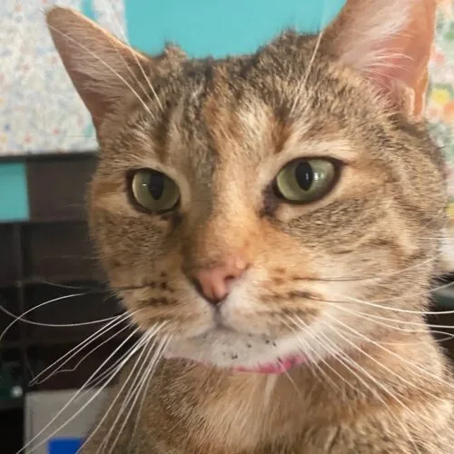 Imperial thumbnail 2