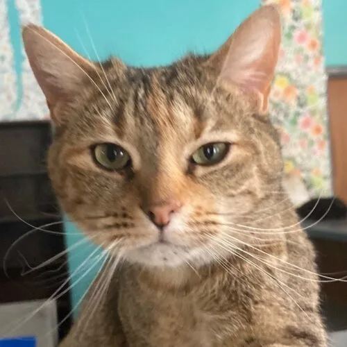 Imperial thumbnail 3