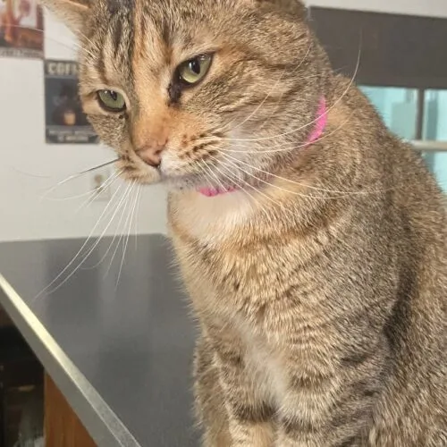 Imperial thumbnail 4