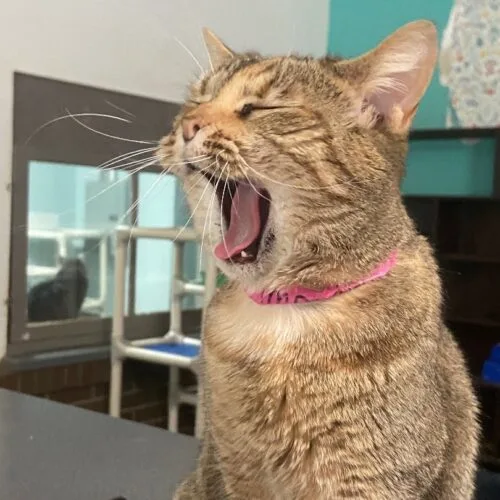 Imperial thumbnail 5