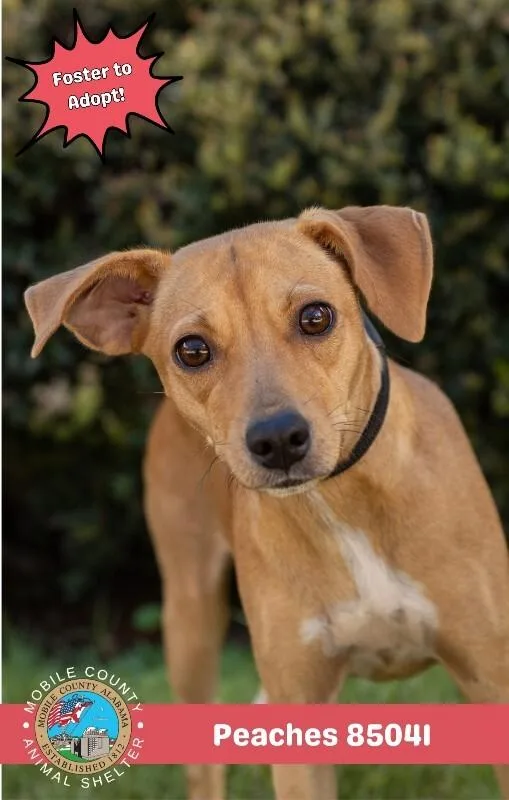 An adult medium-sized female Yellow / Tan / Blond / Fawn Mixed Breed dog named Peaches for adoption in Mobile, AL