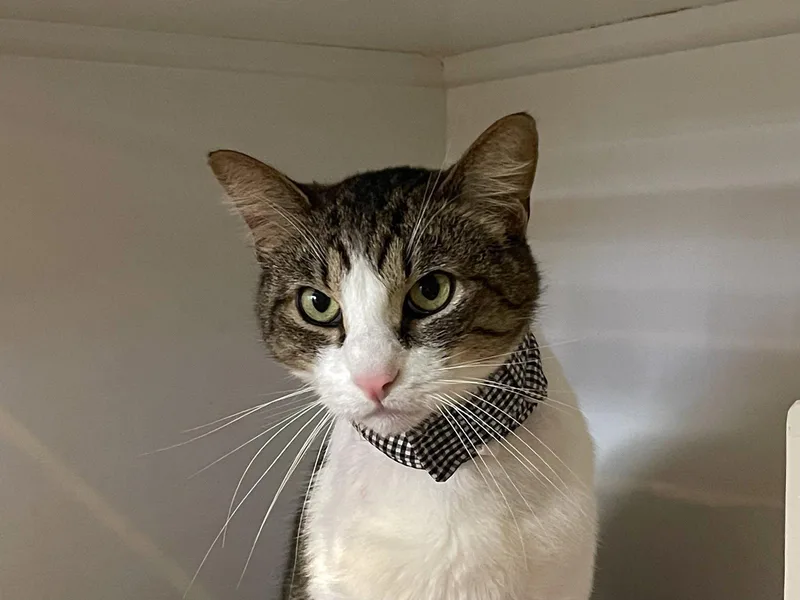 An adult medium-sized male Domestic Short Hair cat named Tristan for adoption in Oakland, CA