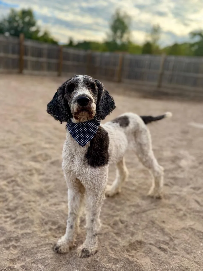An adult medium-sized female Poodle dog named Journey for adoption in Muskegon, MI
