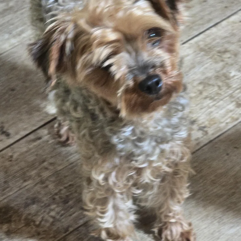 An adult small-sized female Gray / Blue / Silver Yorkie Poo dog named Pixie for adoption in Zaleski, OH