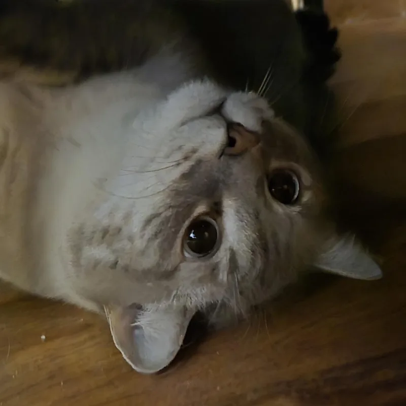 An adult extra large-sized male Gray / Blue / Silver Domestic Short Hair cat named Ash for adoption in Rochester, MN
