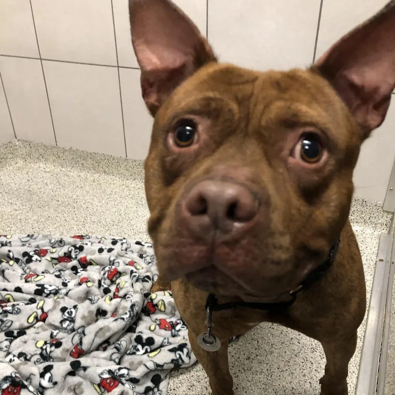 An adult medium-sized male Red / Chestnut / Orange Mixed Breed dog named Buck for adoption in Oak Park, IL