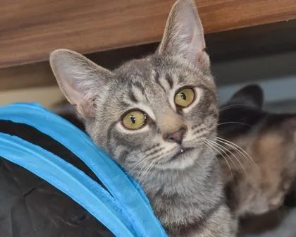 Lord Anthony thumbnail 2