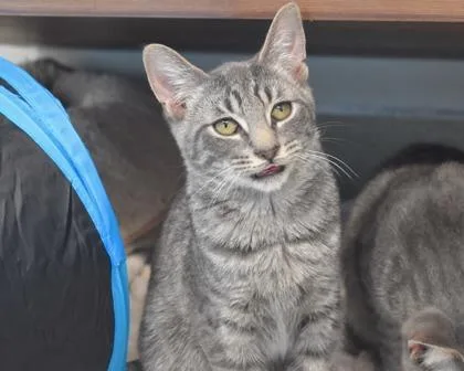 Lord Anthony thumbnail 3