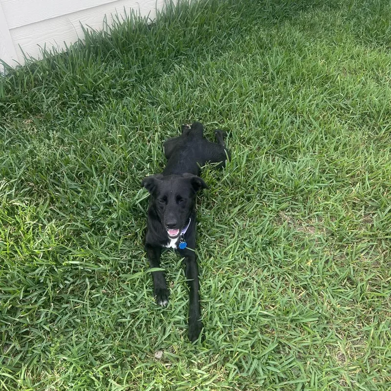 A young medium-sized female Black Border Collie dog named Nala for adoption in Stephens City, VA