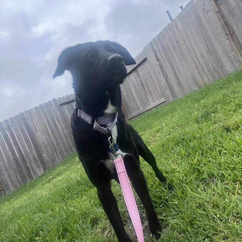 Nala thumbnail 4