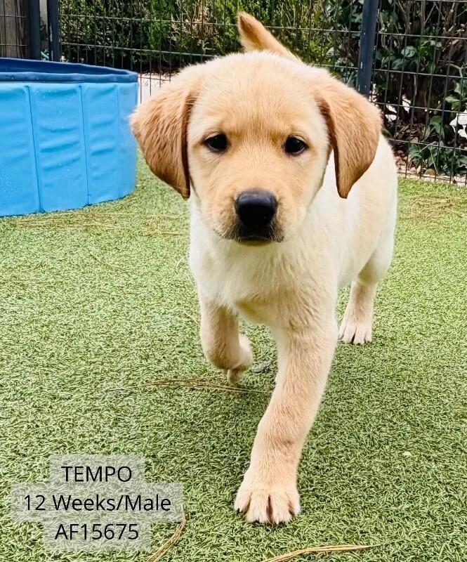Tempo