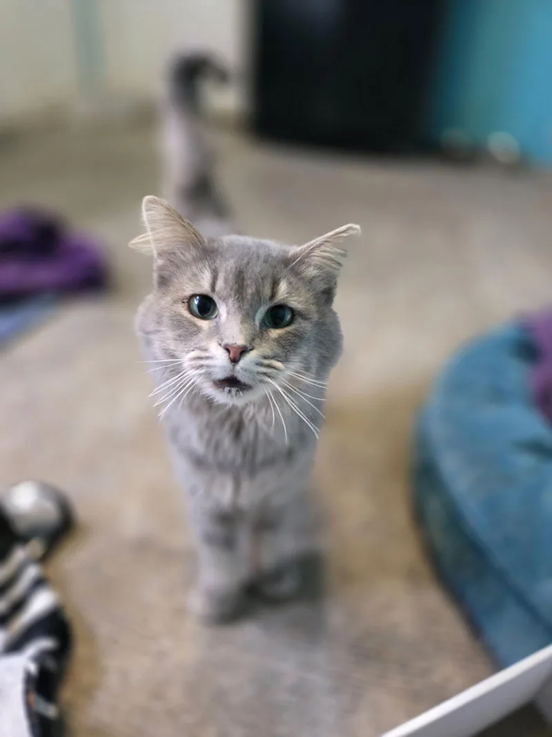 Earl Grey thumbnail 2