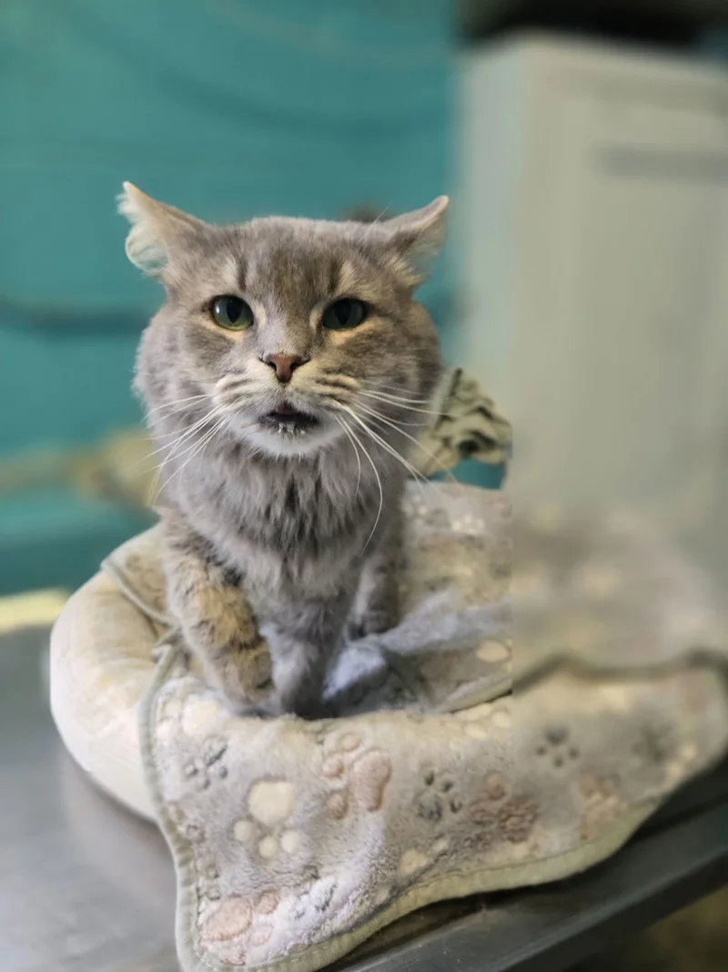 Earl Grey thumbnail 3