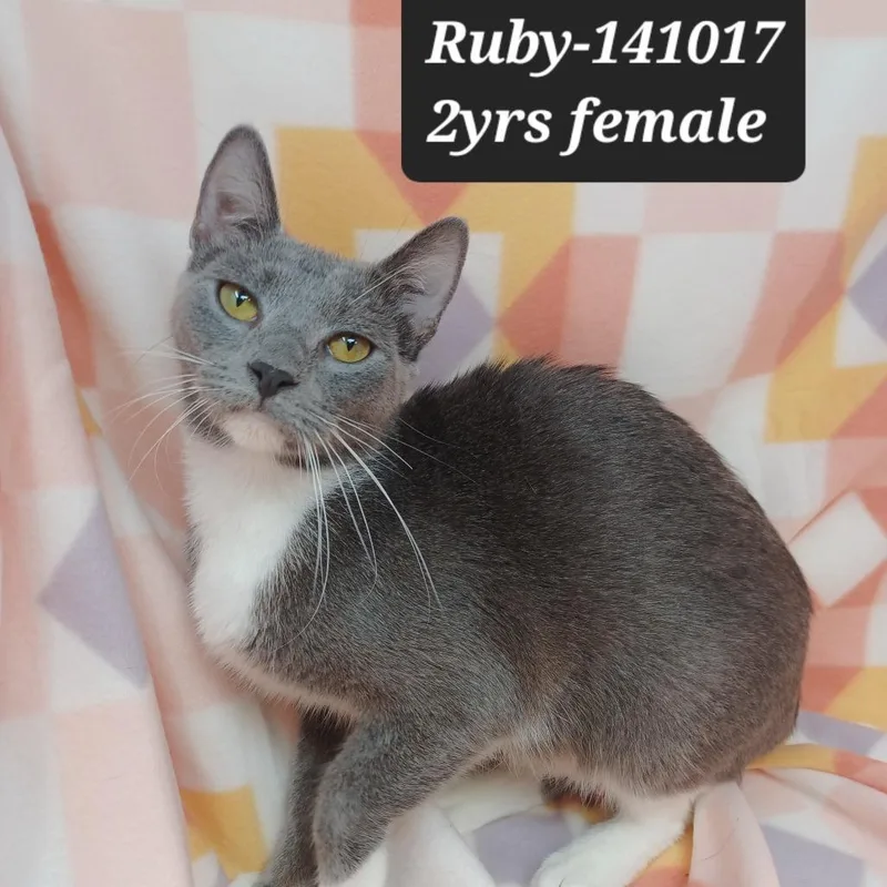 An adult small-sized female Domestic Short Hair cat named Ruby for adoption in New Tazewell, TN