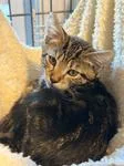 A baby medium-sized female Tabby (Brown / Chocolate) Domestic Short Hair cat named Scarlet for adoption in Heathsville, VA