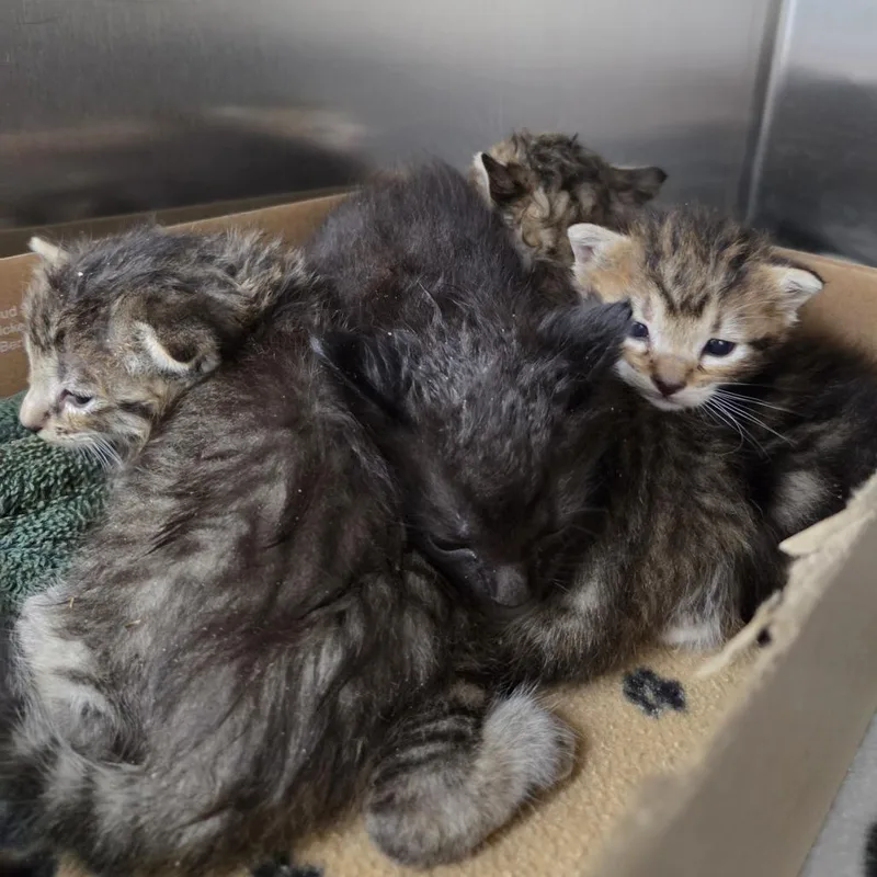 A baby small-sized male Brown / Chocolate Domestic Short Hair cat named Winston for adoption in Auburn, AL