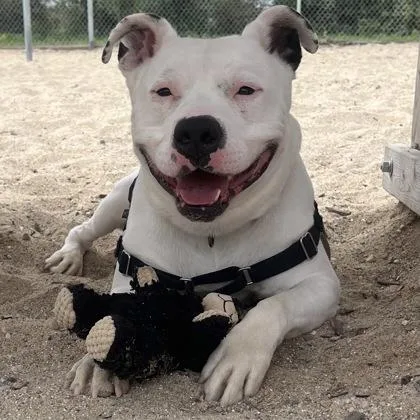 A young large-sized male Mixed Breed dog named Ghost for adoption in Janesville, WI