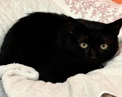 An adult medium-sized male Black Domestic Short Hair cat named Beau for adoption in Cincinnati, OH