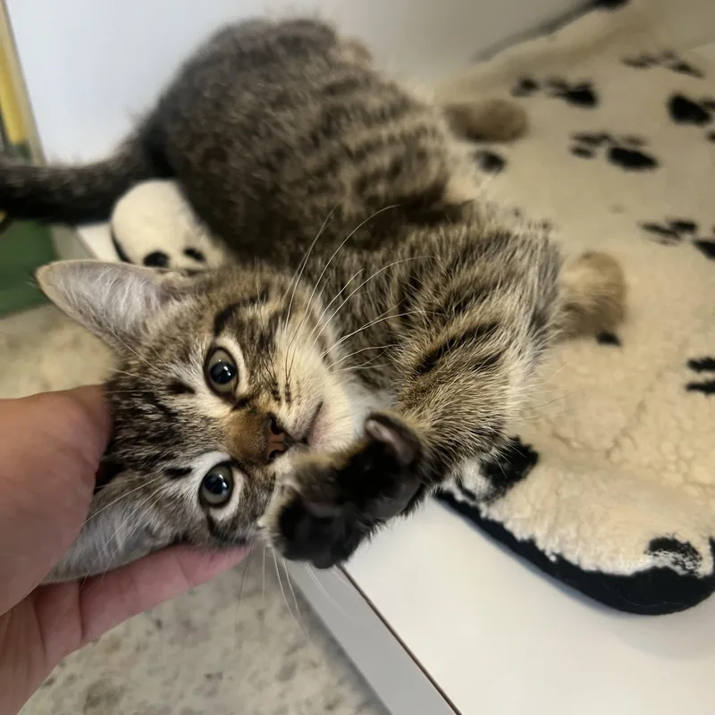 A baby medium-sized female Tabby (Brown / Chocolate) Domestic Short Hair cat named Ash for adoption in Spokane, WA