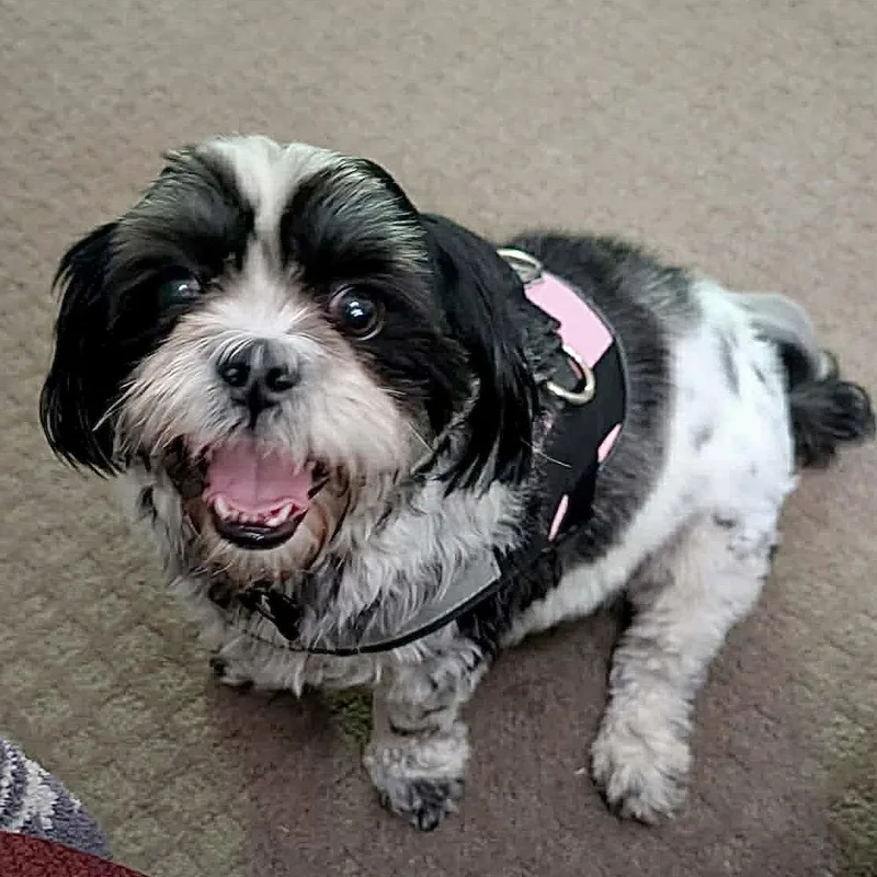 An adult small-sized female Shih Tzu dog named Daisy May for adoption in Hillsborough , NC