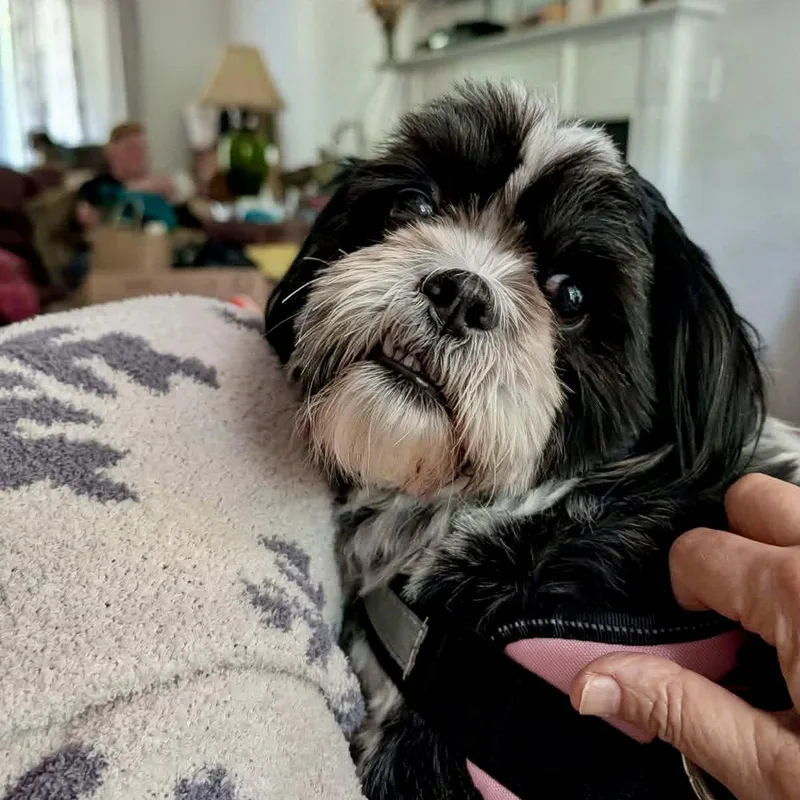 Daisy May thumbnail 2