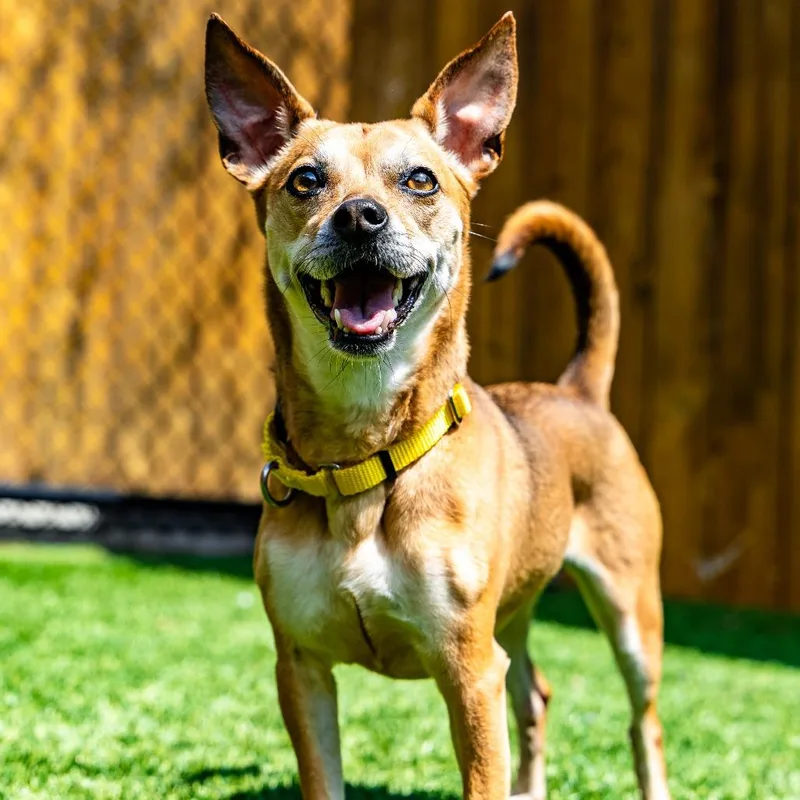 An adult small-sized female Yellow / Tan / Blond / Fawn Chihuahua dog named Bonita for adoption in Naperville, IL