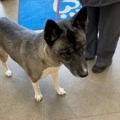 An adult large-sized female Black Akita dog named YORKStray for adoption in York, PA