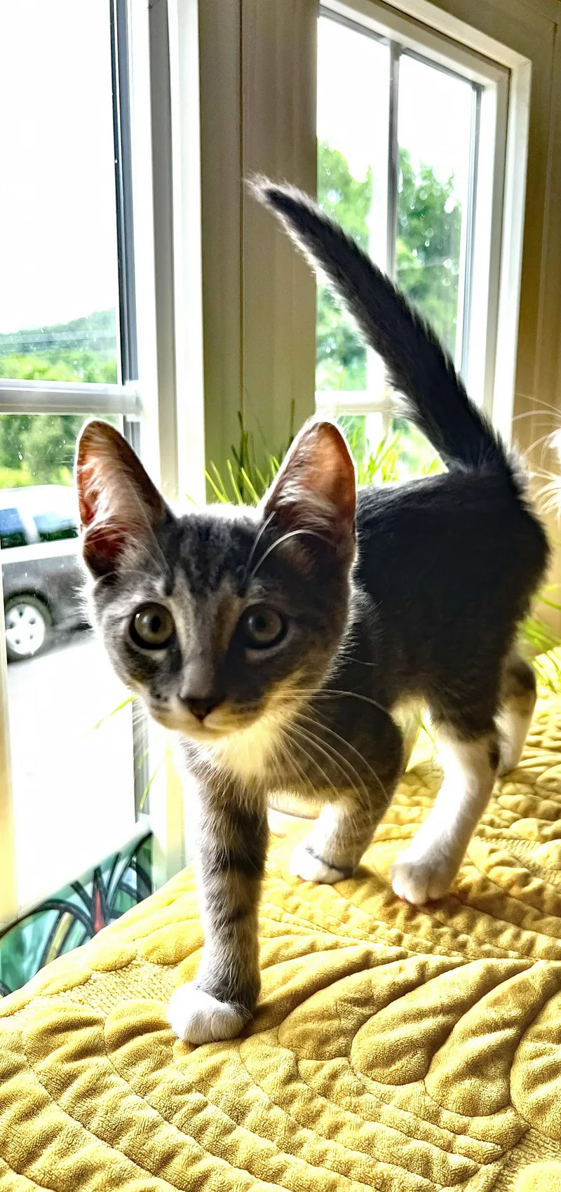 A baby medium-sized female Tabby (Gray / Blue / Silver) Domestic Short Hair cat named Petal for adoption in Marion, NC