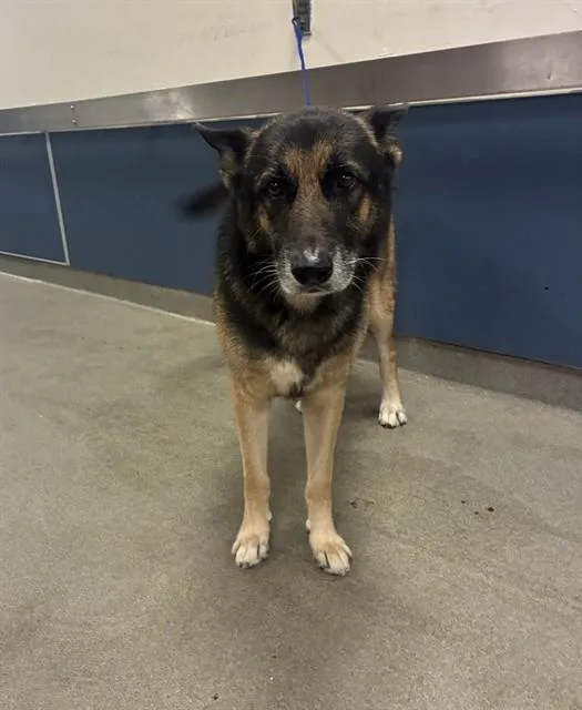 An adult large-sized male German Shepherd Dog dog named Herbey for adoption in Miami, FL