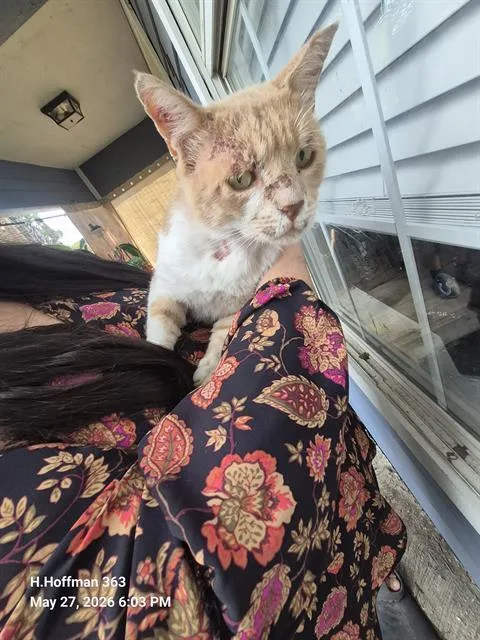 An adult medium-sized male Domestic Short Hair cat named Phoenix for adoption in San Antonio, TX