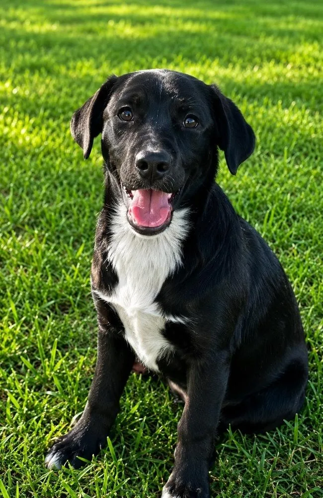 A baby medium-sized female Tricolor (Brown, Black, & White) Corgi dog named Truffles for adoption in Colorado Springs, CO