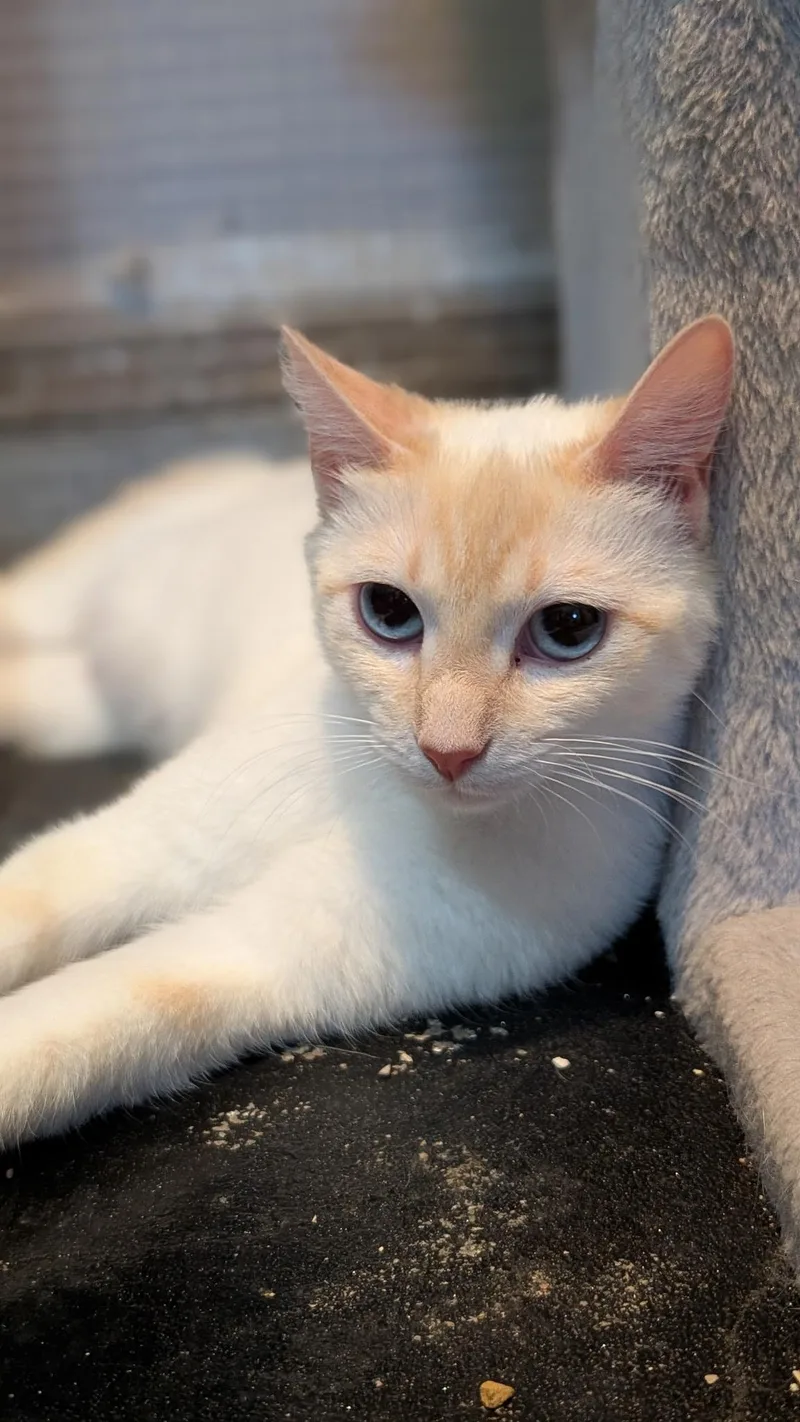 A young large-sized female Flame Point Siamese cat named Iris for adoption in Lodi, CA