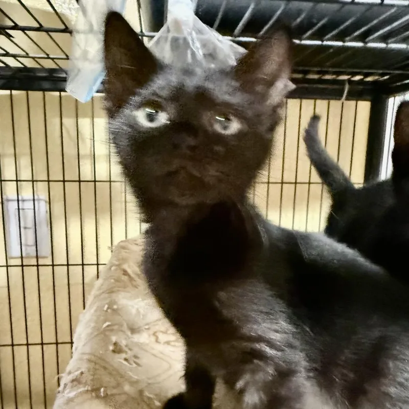 A baby small-sized female Black Domestic Short Hair cat named Meeny for adoption in New Port Richey, FL