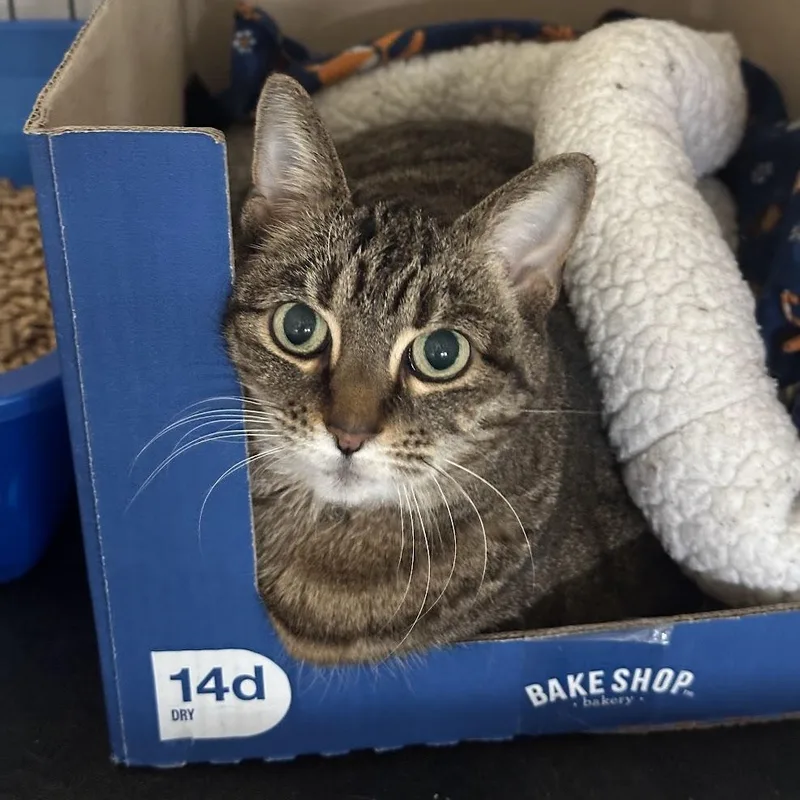 A young medium-sized female Tabby (Buff / Tan / Fawn) Domestic Short Hair cat named Roni for adoption in Grand Rapids, MI