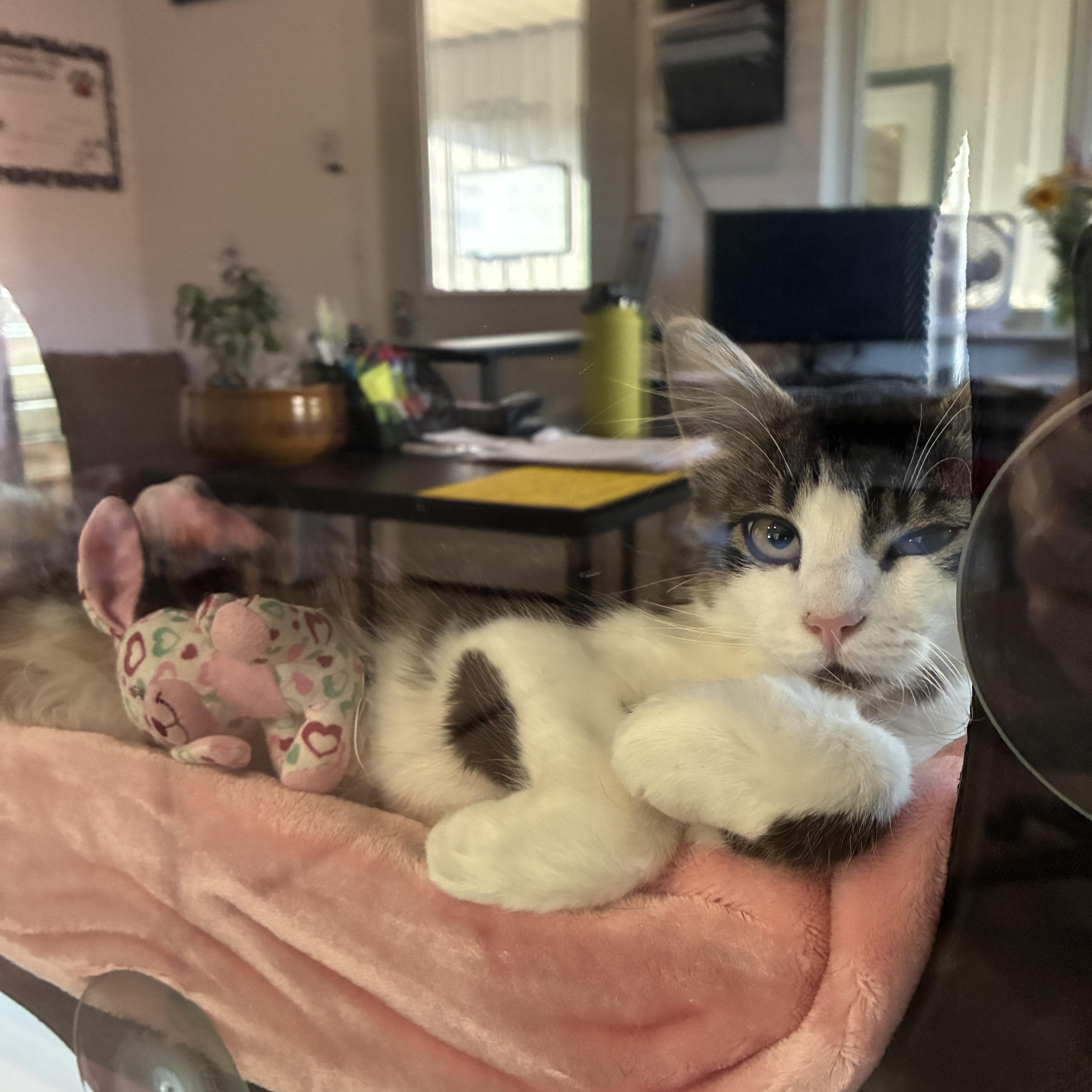A baby medium-sized female Tabby (Brown / Chocolate) American Shorthair cat named Merry for adoption in Bonners Ferry, ID