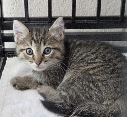 A baby medium-sized female Domestic Short Hair cat named Philomena Willette for adoption in West Memphis, AR