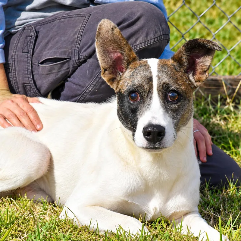 A young medium-sized male Australian Shepherd dog named Sterling for adoption in Wedowee, AL