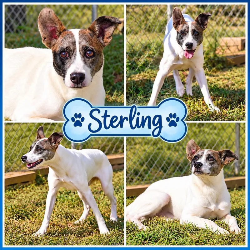 Sterling thumbnail 6