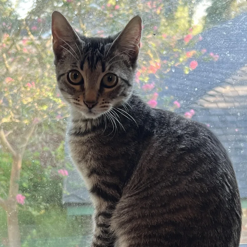 A baby small-sized female Tabby (Brown / Chocolate) Domestic Short Hair cat named Nala for adoption in Liverpool, TX
