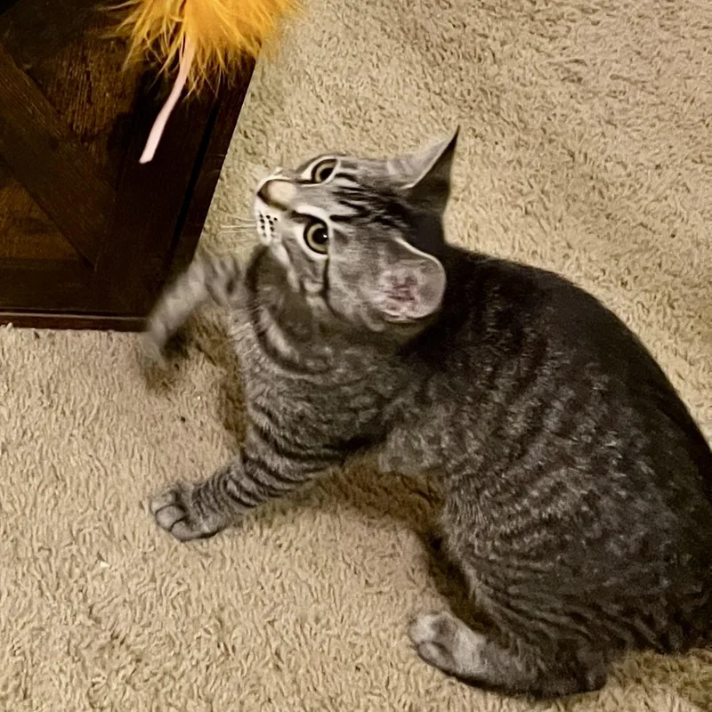 Nala thumbnail 5