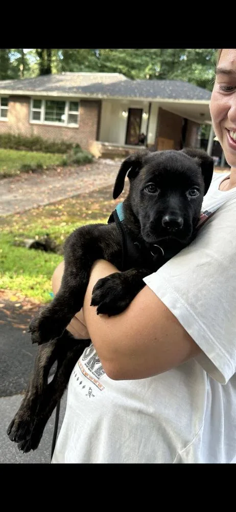A baby small-sized female Black Boxer dog named Lola for adoption in Marietta, GA